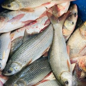 fish